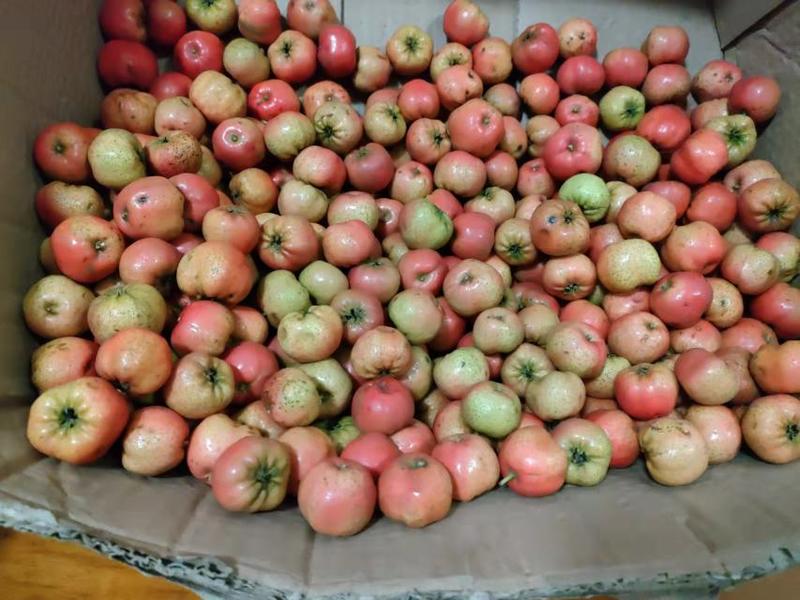 大棉球山楂，成熟早，可用于打浆果，罐头厂用果，糖葫芦抢先