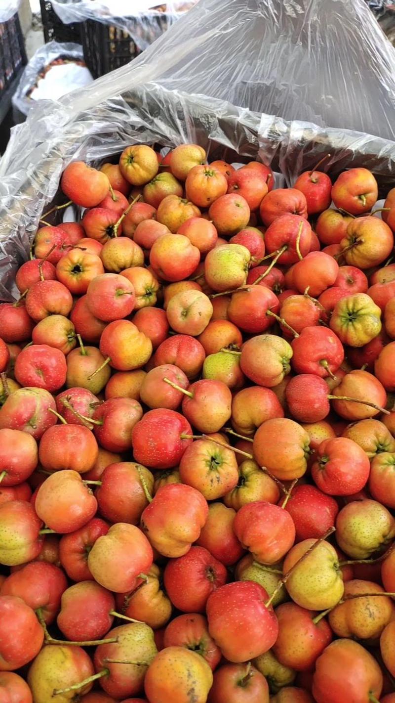 大棉球山楂，成熟早，可用于打浆果，罐头厂用果，糖葫芦抢先