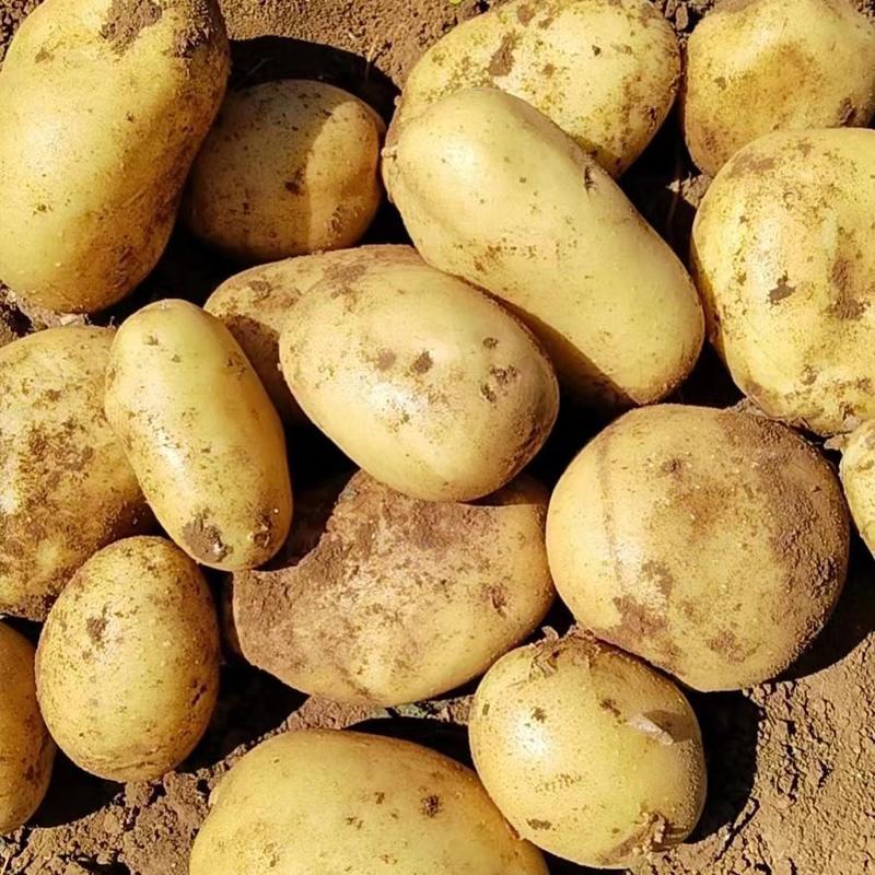 陕北榆林沙地土豆大量出货中，欢迎来电咨询