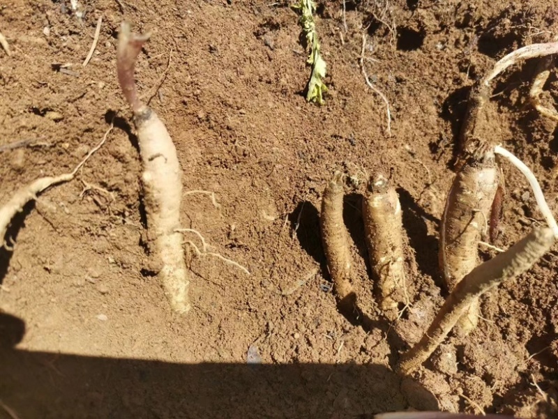 大凉山甜当归，人工种植甜当归，半野生甜当归。高海拔种植。