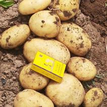 内蒙土豆大量上市，沃土，希森，雪川红，V7大量有货