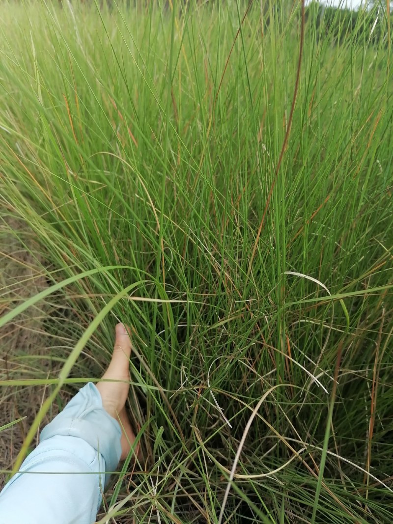 粉黛乱子草基地大量粉黛乱子草批发粉黛乱子草杯苗价格优惠