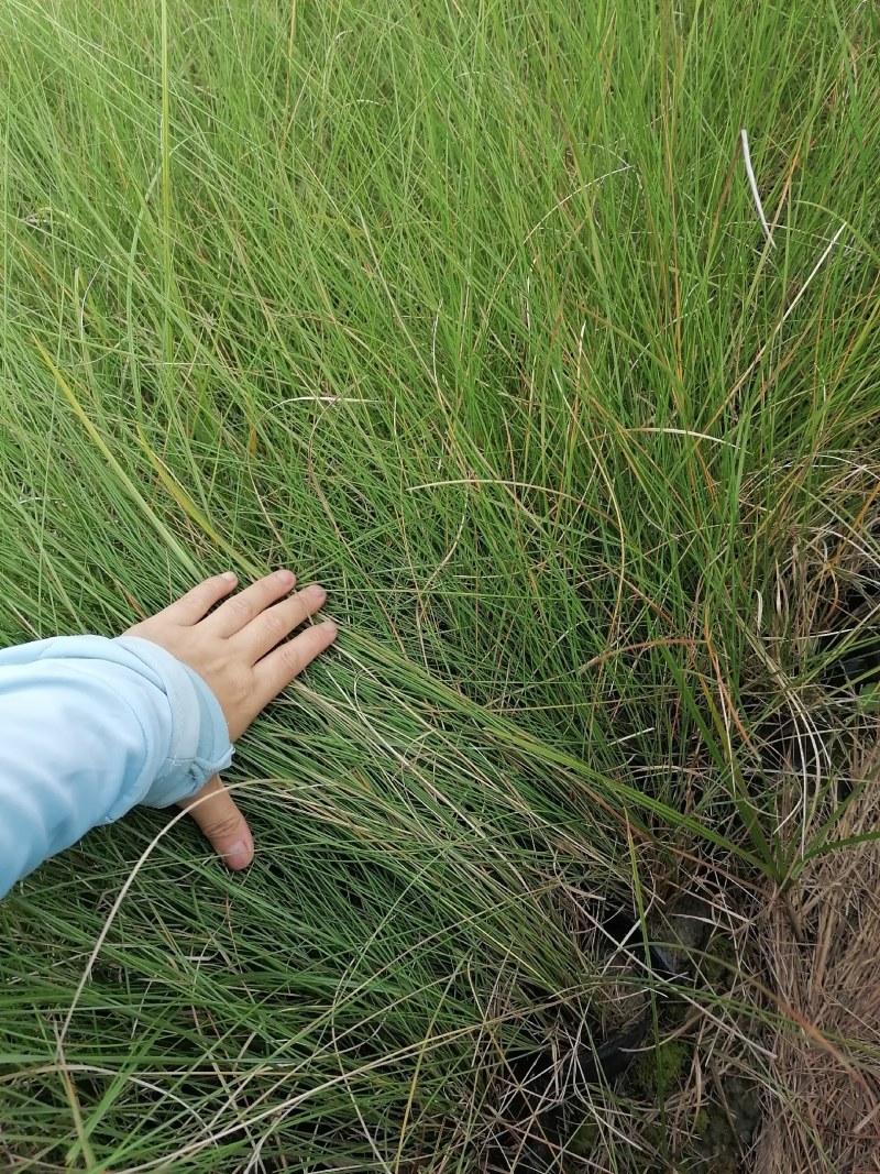 粉黛乱子草基地大量粉黛乱子草批发粉黛乱子草杯苗价格优惠