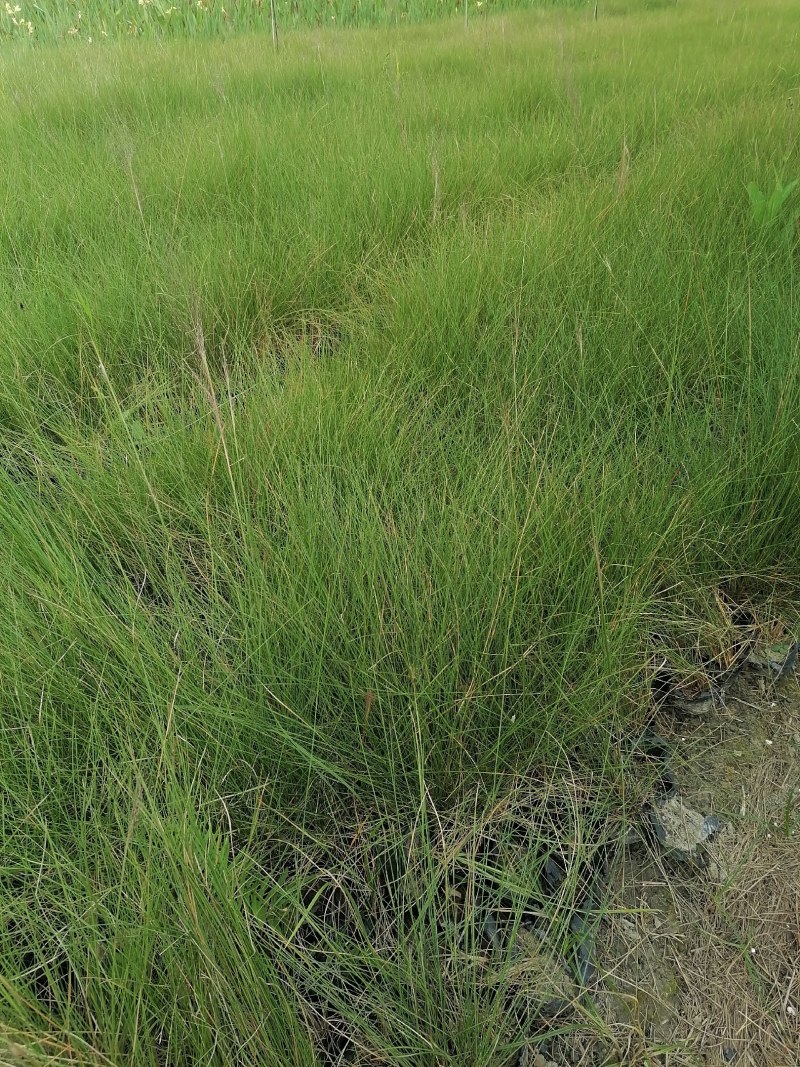 粉黛乱子草基地大量粉黛乱子草批发粉黛乱子草杯苗价格优惠