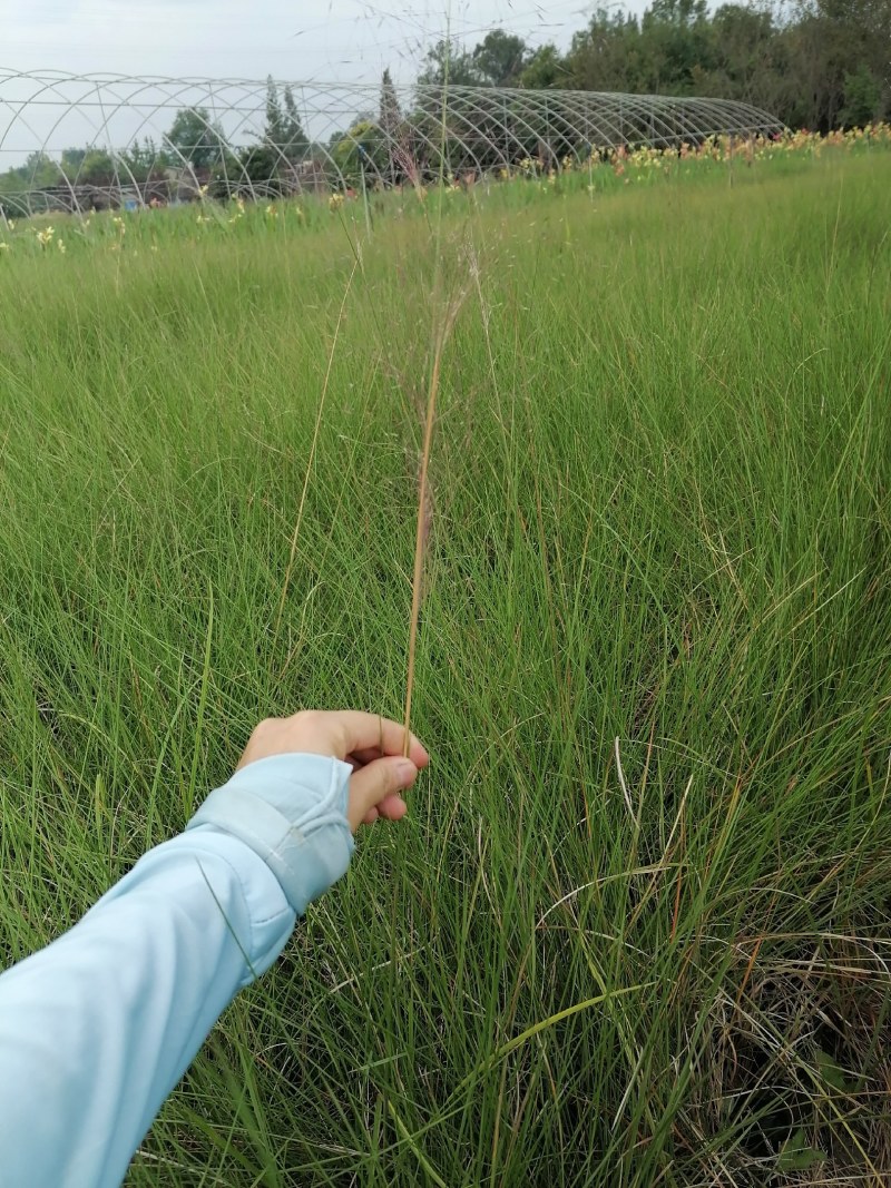 粉黛乱子草基地大量粉黛乱子草批发粉黛乱子草杯苗价格优惠