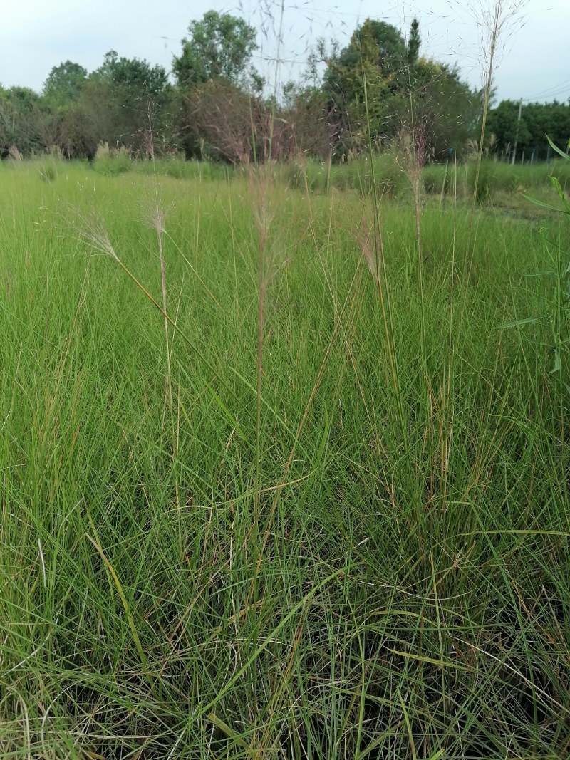 粉黛乱子草基地大量粉黛乱子草批发粉黛乱子草杯苗价格优惠