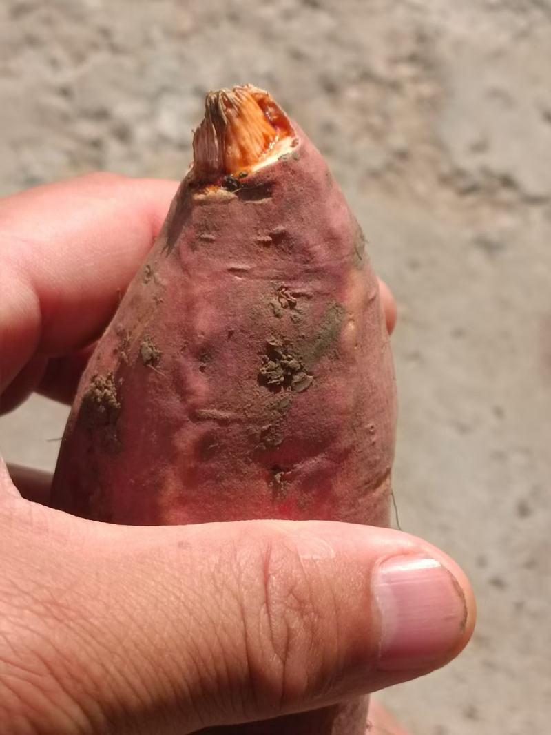 脱毒烟薯25