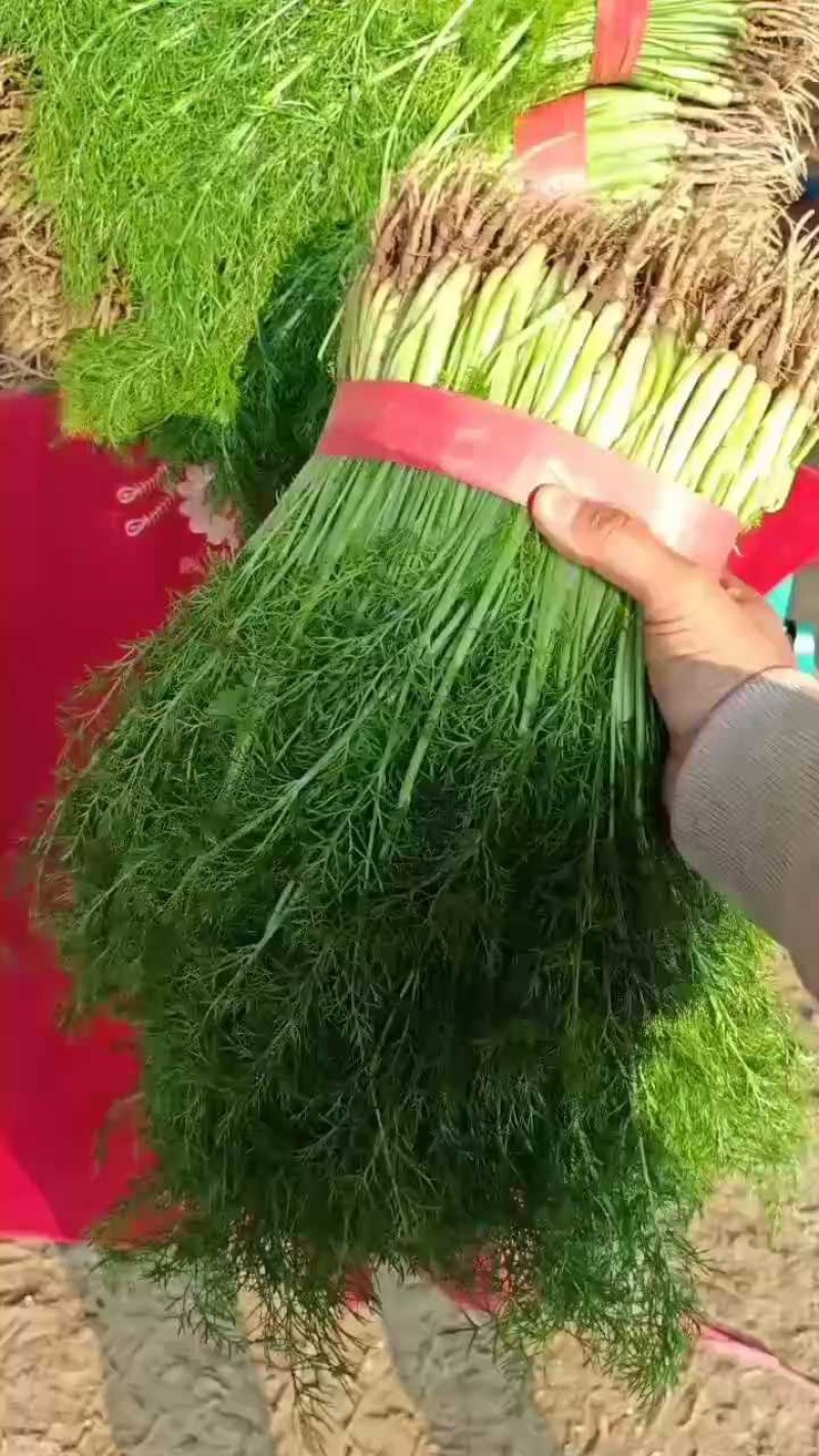 河北邯郸精品茴香苗大量有货，基地直发，一手货源欢迎选购