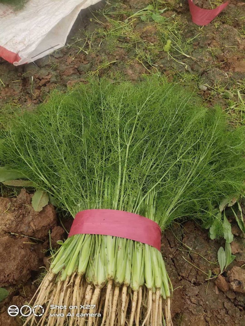 河北邯郸精品茴香苗大量有货，基地直发，一手货源欢迎选购