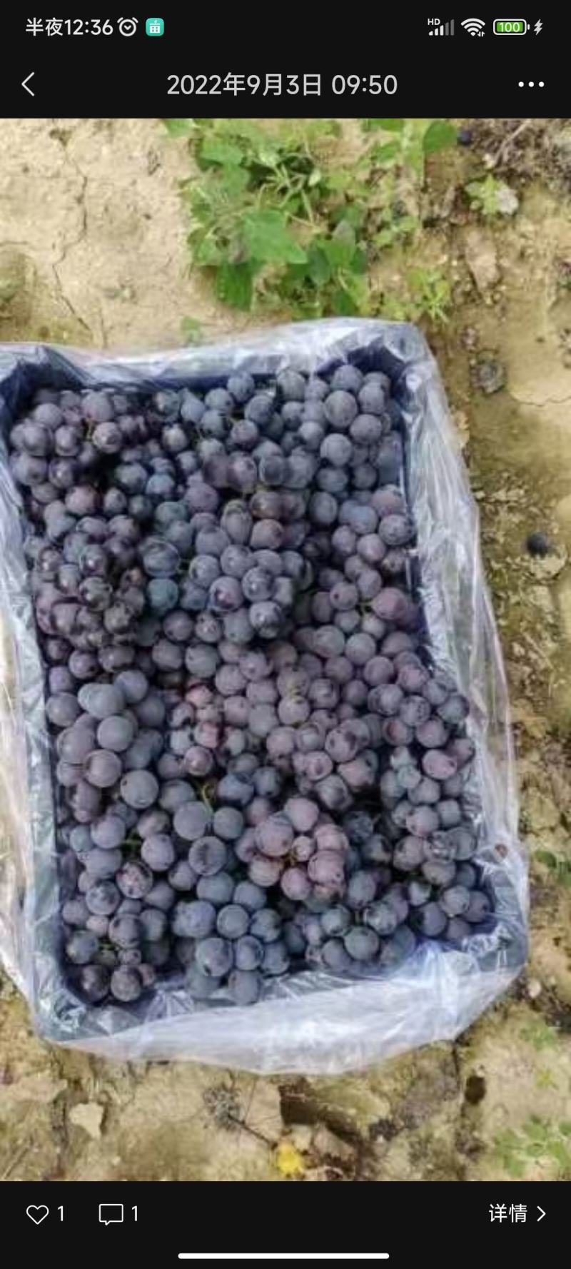 精品巨峰热卖起大量走货，抢手货大量热卖，发往全国。。。。