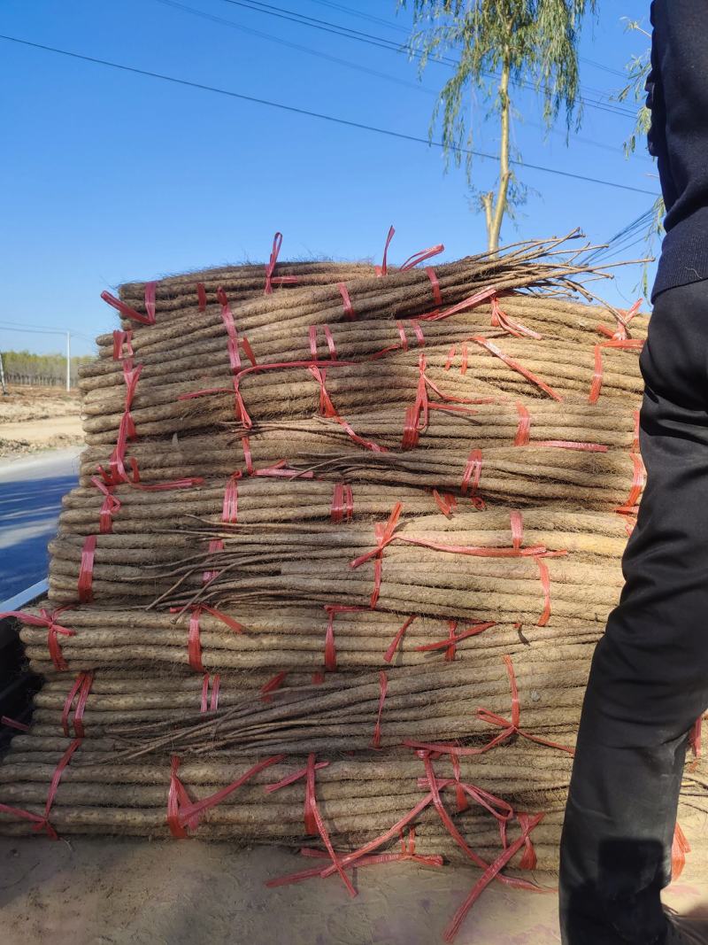 铁棍山药