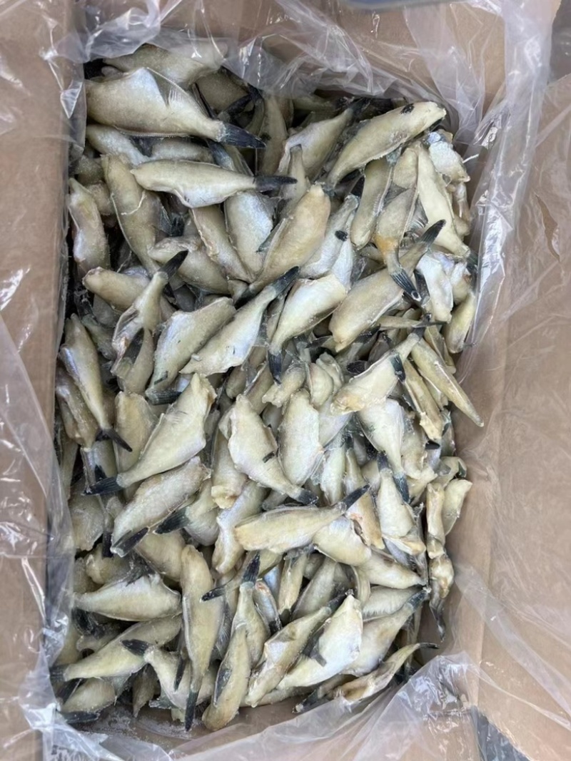 批发价扒皮鱼马面鱼8kg/箱包邮单斤40-50只个头均匀