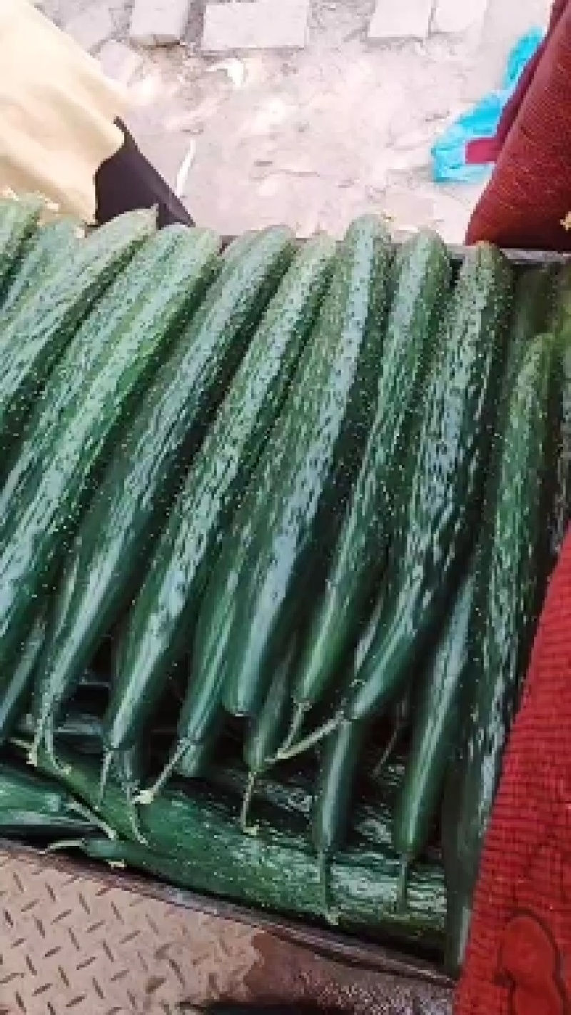 优质黄瓜，黑亮，密刺油亮型黄瓜，货源充足，质量保证！
