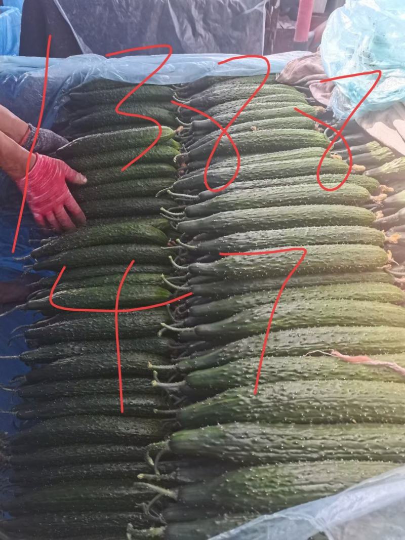 优质黄瓜，黑亮，密刺油亮型黄瓜，货源充足，质量保证！