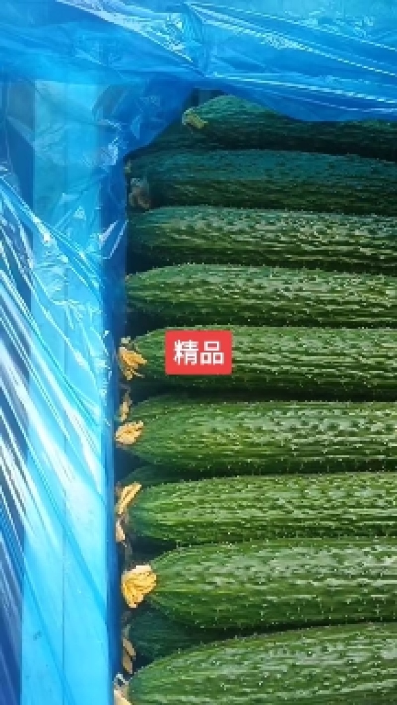优质黄瓜，黑亮，密刺油亮型黄瓜，货源充足，质量保证！