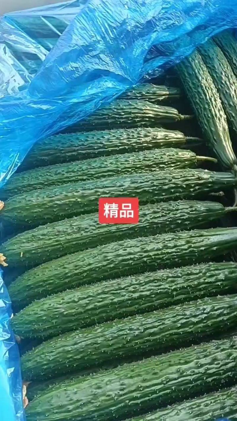 优质黄瓜，黑亮，密刺油亮型黄瓜，货源充足，质量保证！