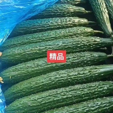 优质黄瓜，黑亮，密刺油亮型黄瓜，货源充足，质量保证！