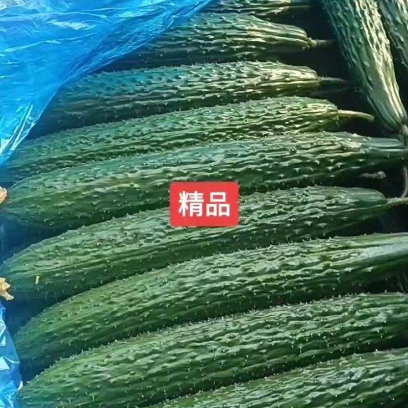 优质黄瓜，黑亮，密刺油亮型黄瓜，货源充足，质量保证！