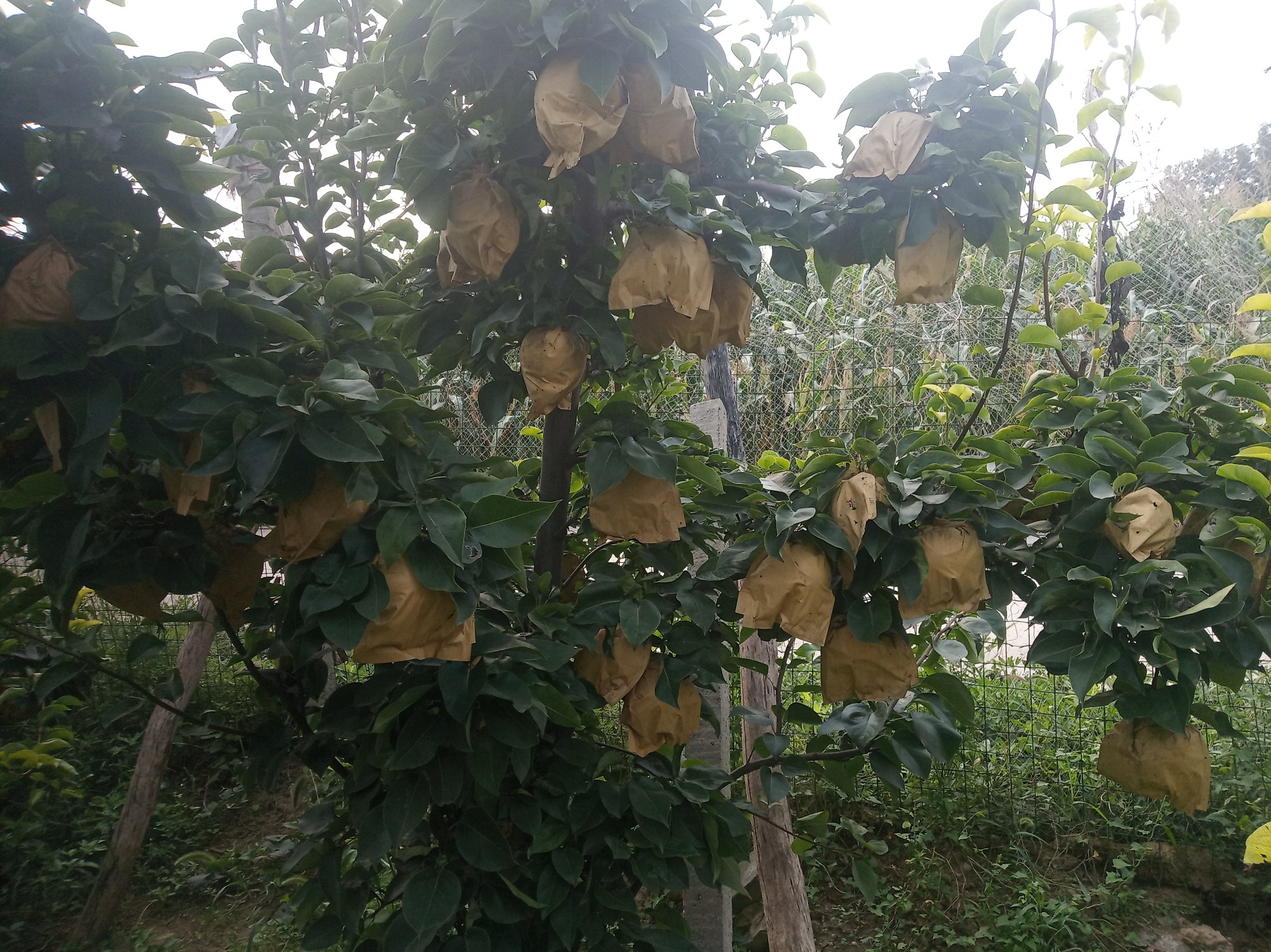 展示秋月梨套袋前后的果实品质差异 秋月梨果实套袋前后对比图