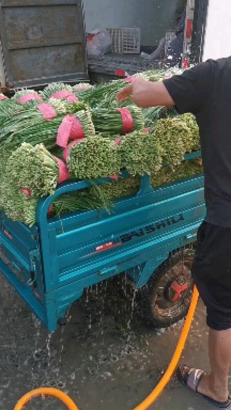 精品韭菜己大量有货，质量保证。基地直发，电商供货