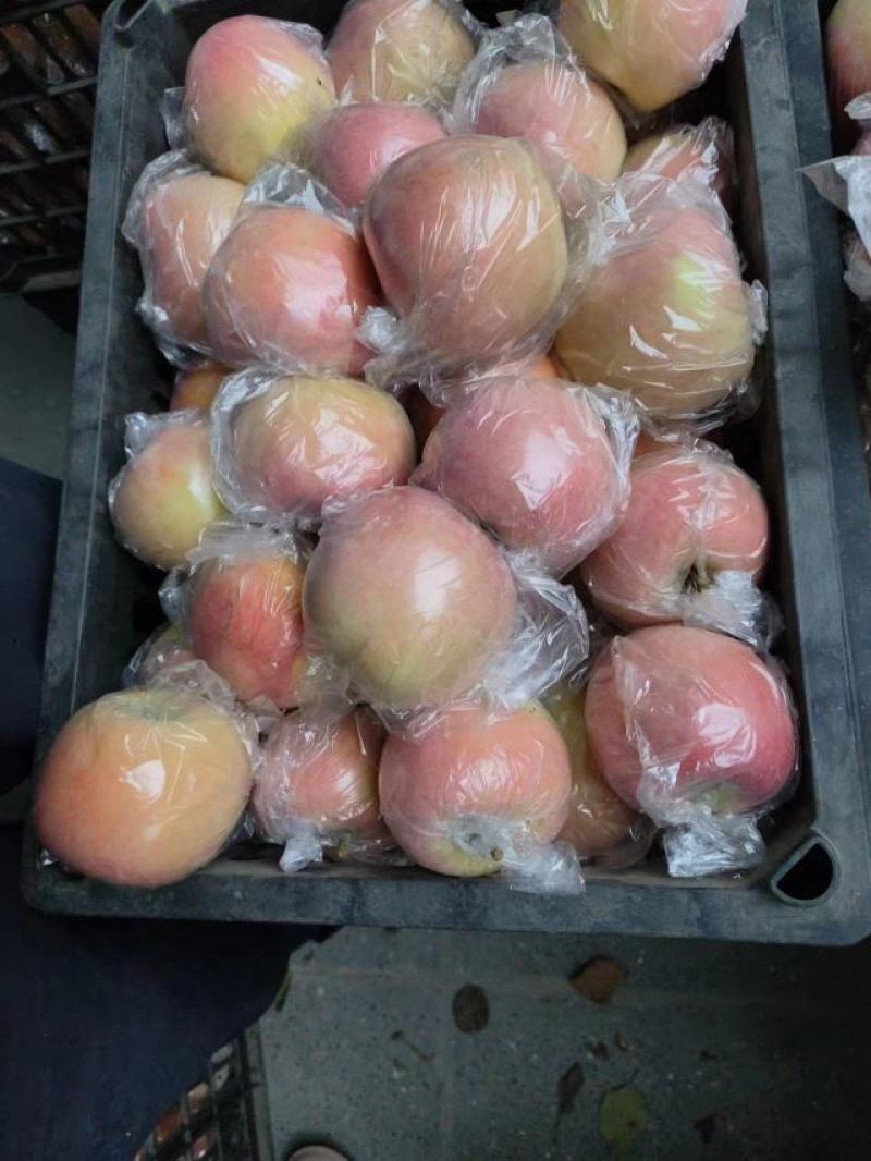 山西运城临猗县早熟红富士苹果，果型好颜色正皮薄对接商超批