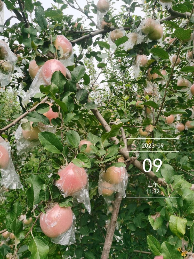山西运城临猗县早熟红富士苹果，果型好颜色正皮薄对接商超批