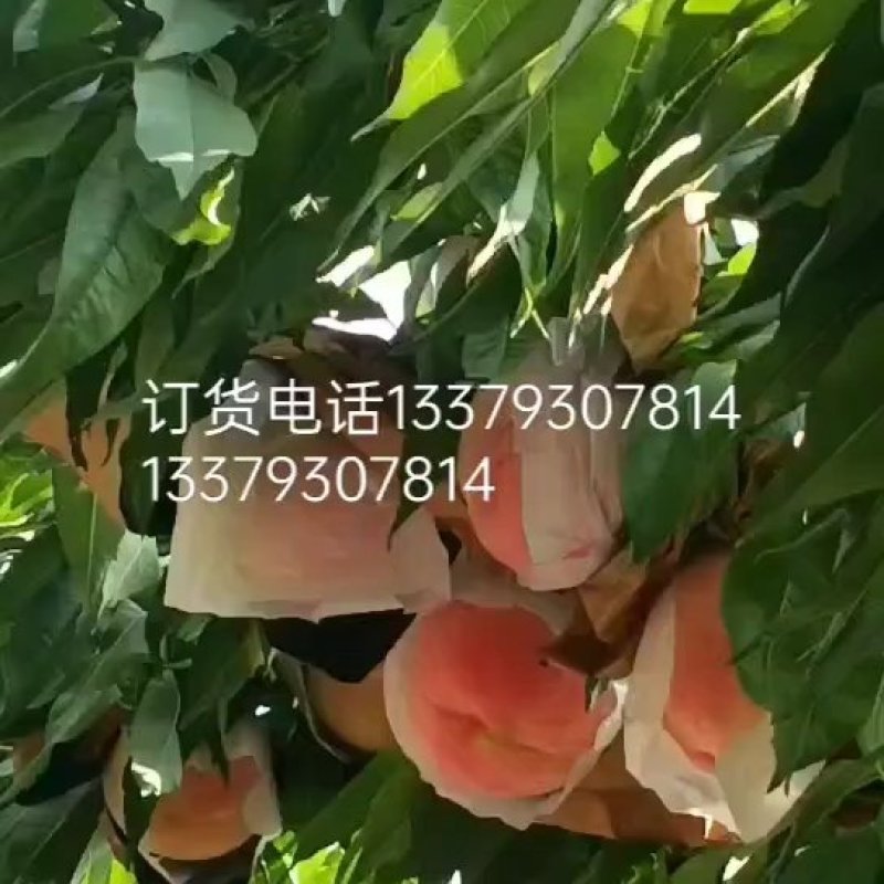 水蜜桃(永莲水蜜桃，自己的货源，价格便宜，货好量充足)