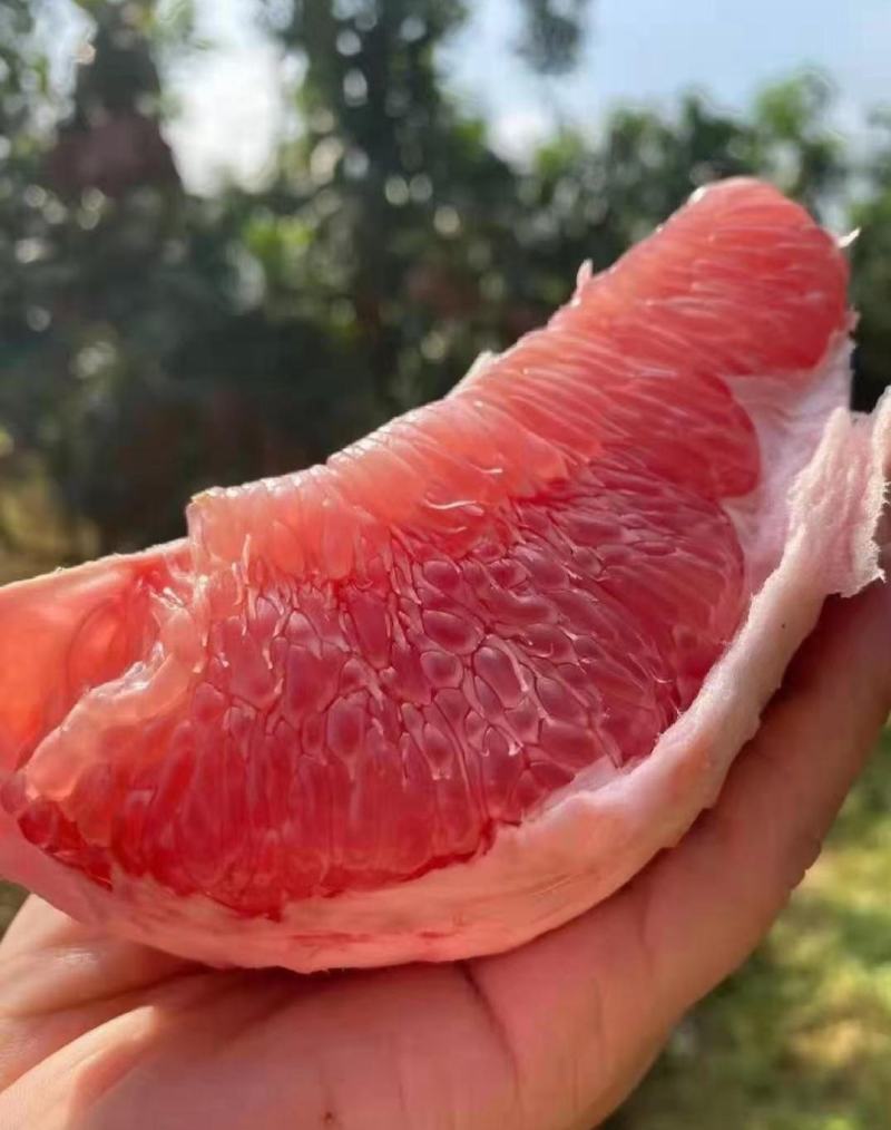 红心柚琯溪蜜柚柚子产地一手货源保质保量