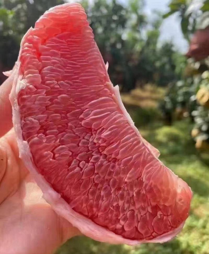 红心柚琯溪蜜柚柚子产地一手货源保质保量