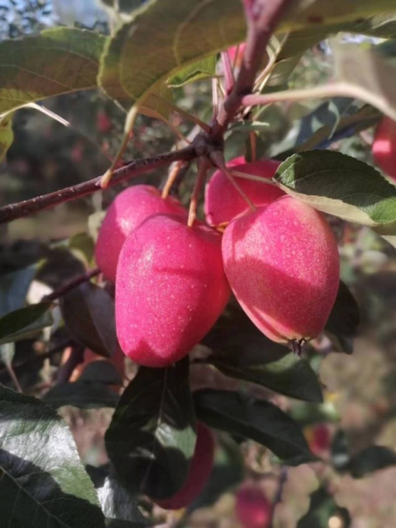 鸡心果