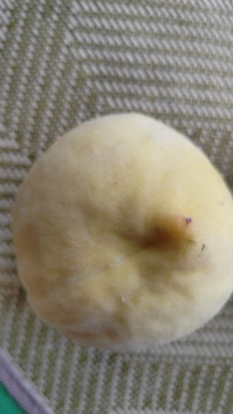 黄毛桃