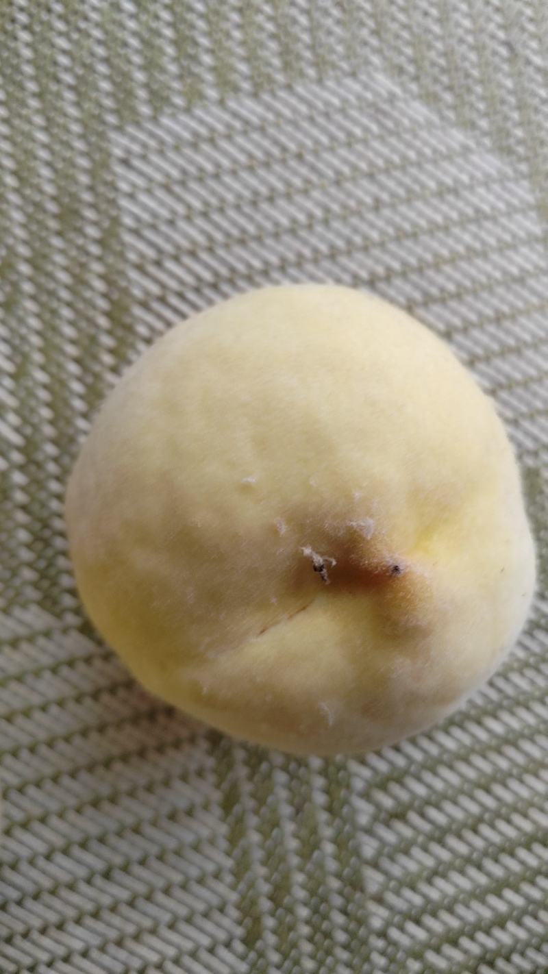 黄毛桃