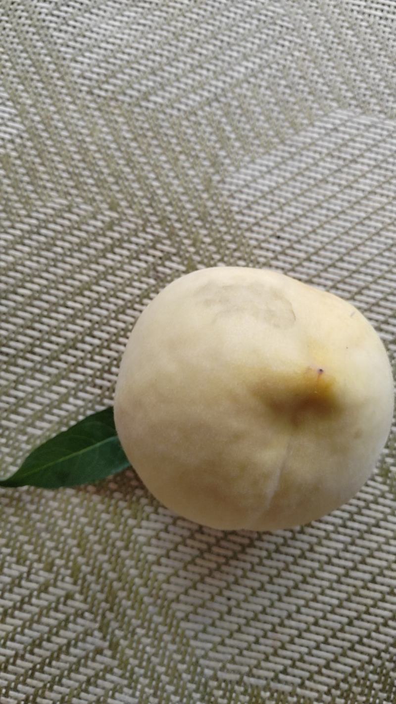 黄毛桃