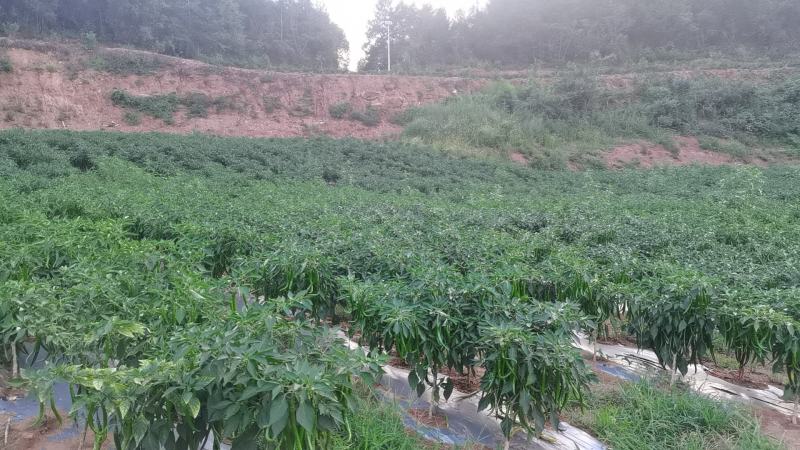 鲜辣椒，二荆条辣椒，青辣椒，四川南充，货量足