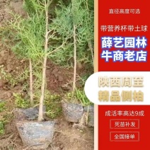 西安侧柏苗西安发货荒山还林高速挡风耐寒耐旱好成活