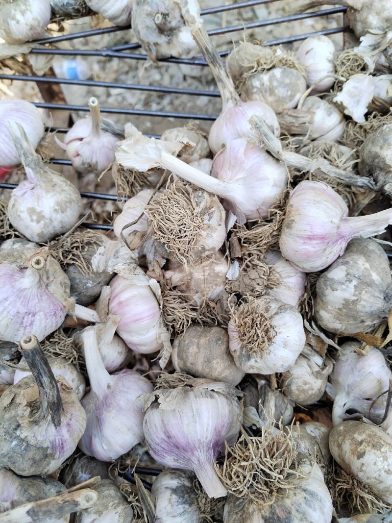 大名县优质蒜种蒜黄料