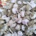 大名县优质蒜种蒜黄料