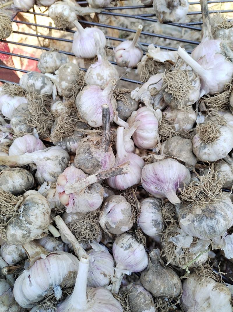 大名县优质蒜种蒜黄料