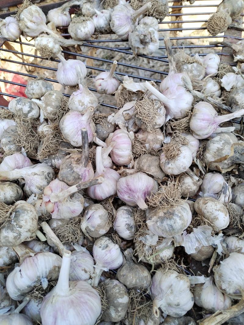 大名县优质蒜种蒜黄料