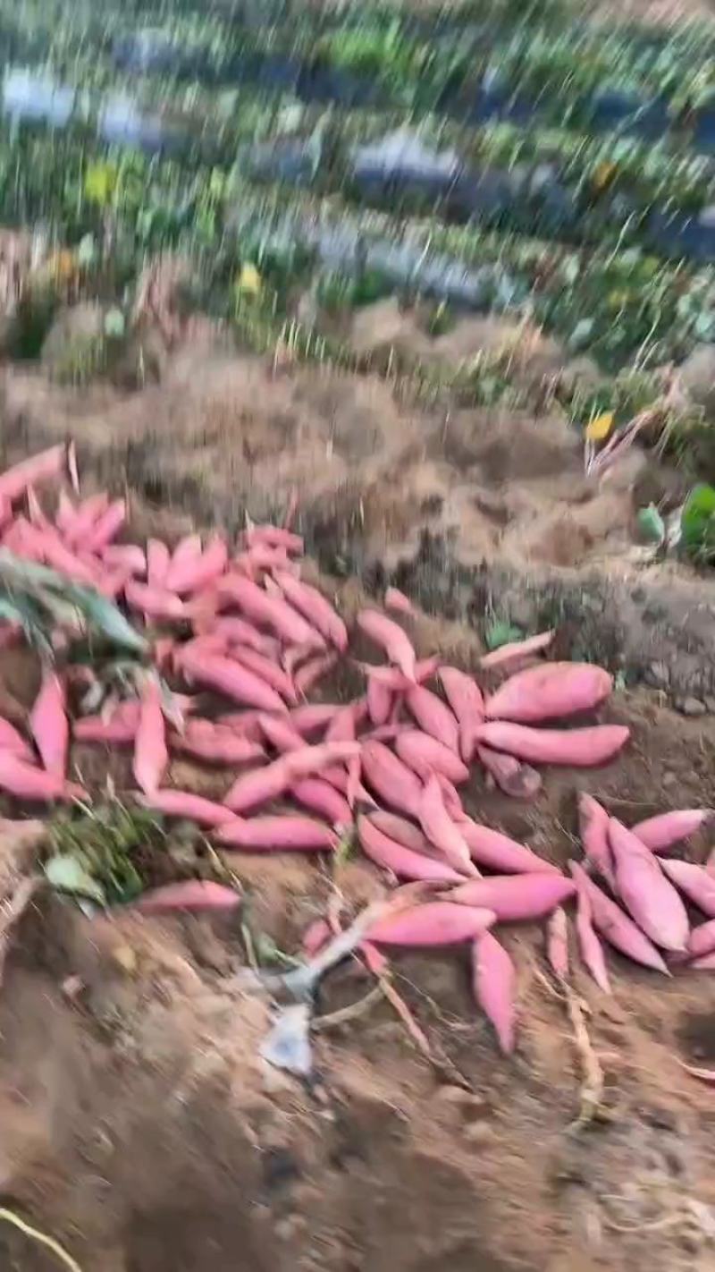 山东烟薯25种植基地。通货，商品果。发全国物流。整车