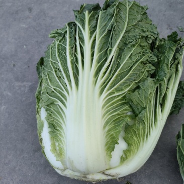 白菜娃娃菜