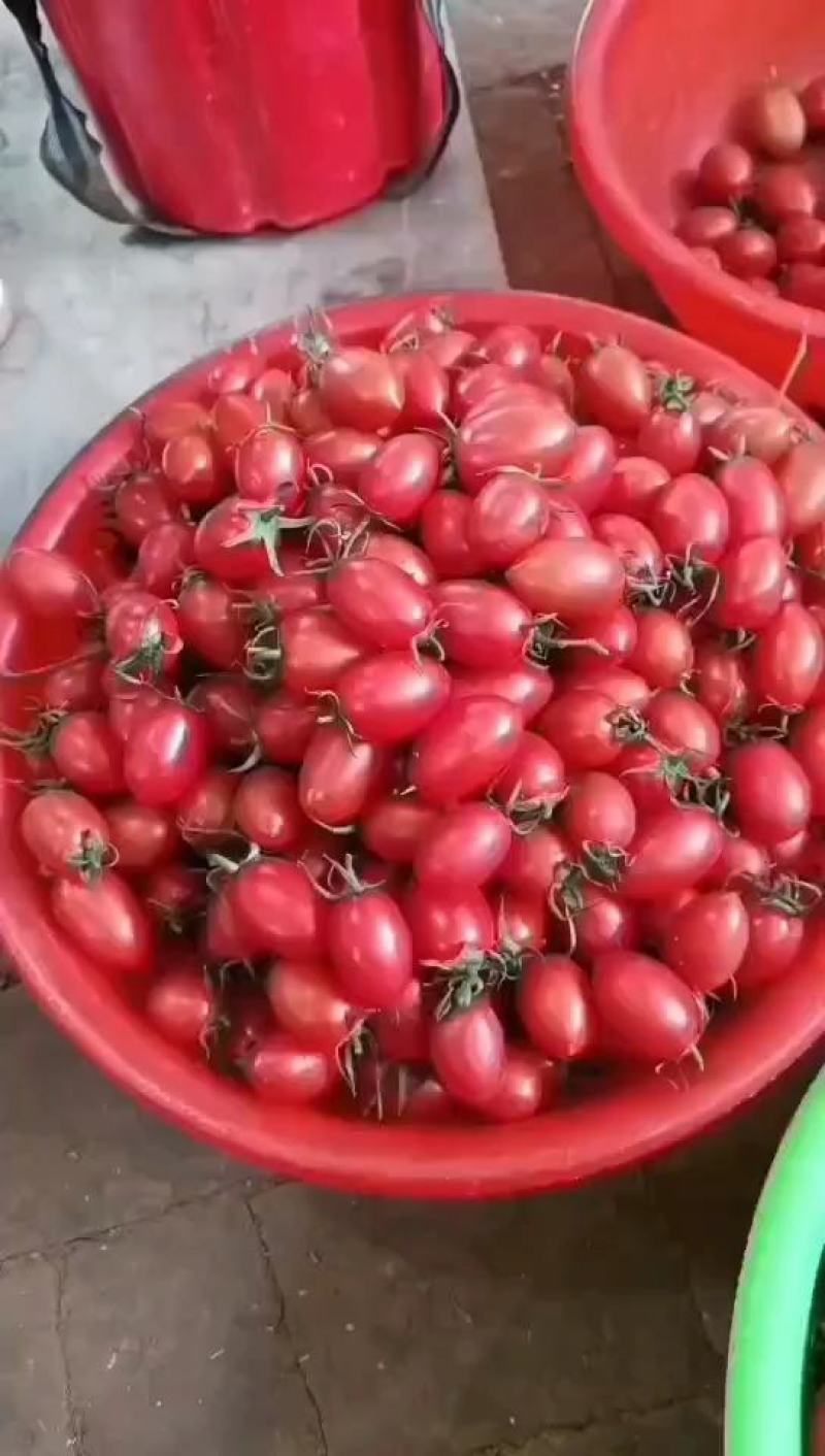 河北衡水樱桃小番茄大量上市中