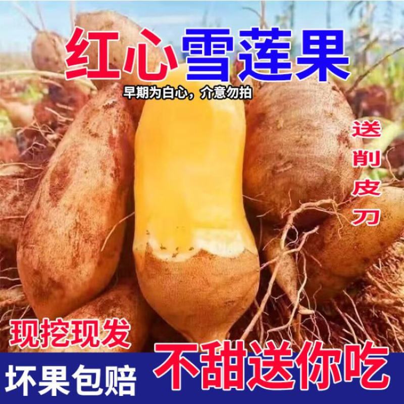 云南天山红心雪莲果支持电商拼多多淘宝天猫抖音快手一件代发