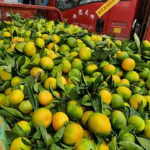 陕西汉中日南一号早橘有货了，