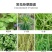 10斤精草铵膦铵盐除草剂果园荒地牛筋草小飞蓬专用杀草剂