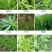 10斤精草铵膦铵盐除草剂果园荒地牛筋草小飞蓬专用杀草剂