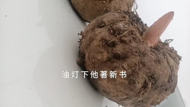 魔芋精品魔芋豆腐魔芋批发商对接联系合作共赢专用链接