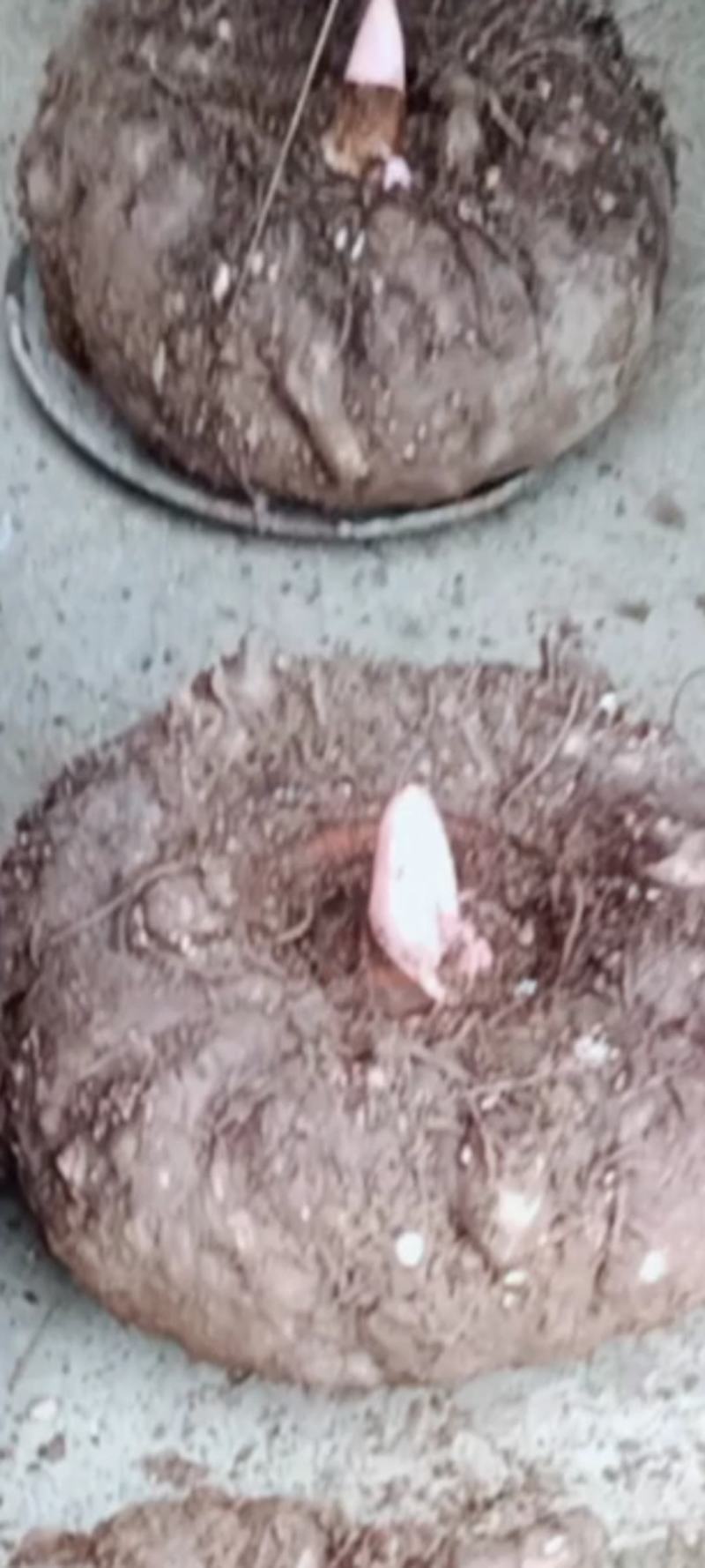 魔芋精品魔芋豆腐魔芋批发商对接联系合作共赢专用链接