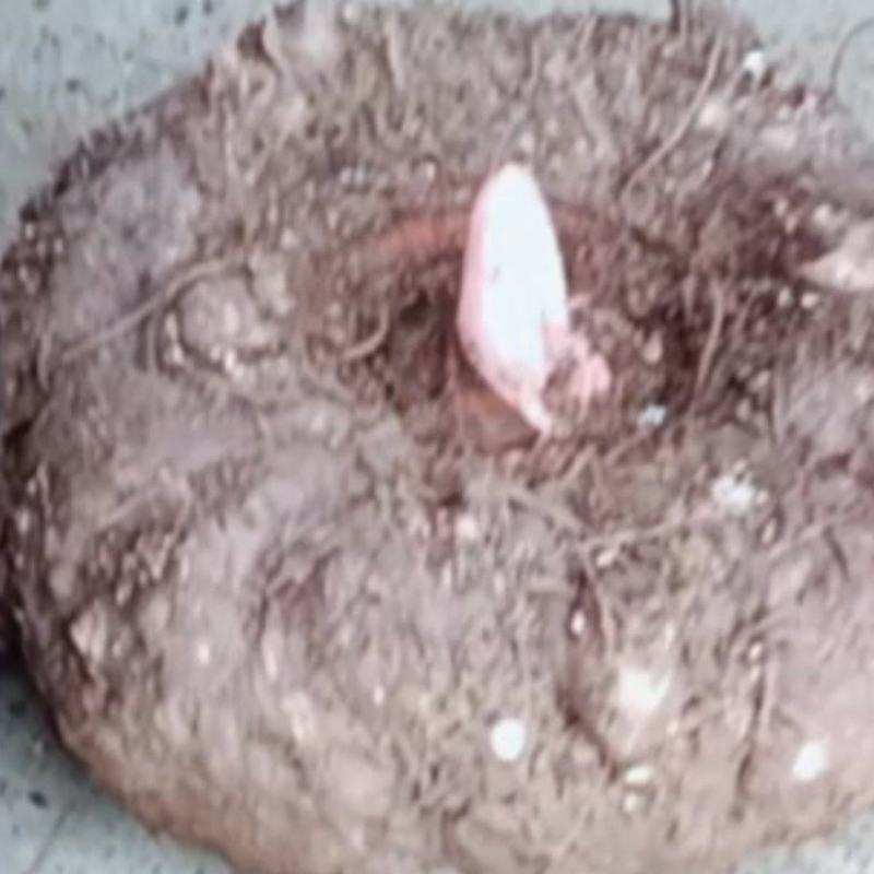 魔芋精品魔芋豆腐魔芋批发商对接联系合作共赢专用链接