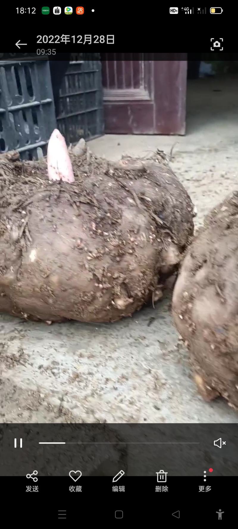魔芋精品魔芋豆腐魔芋批发商对接联系合作共赢专用链接